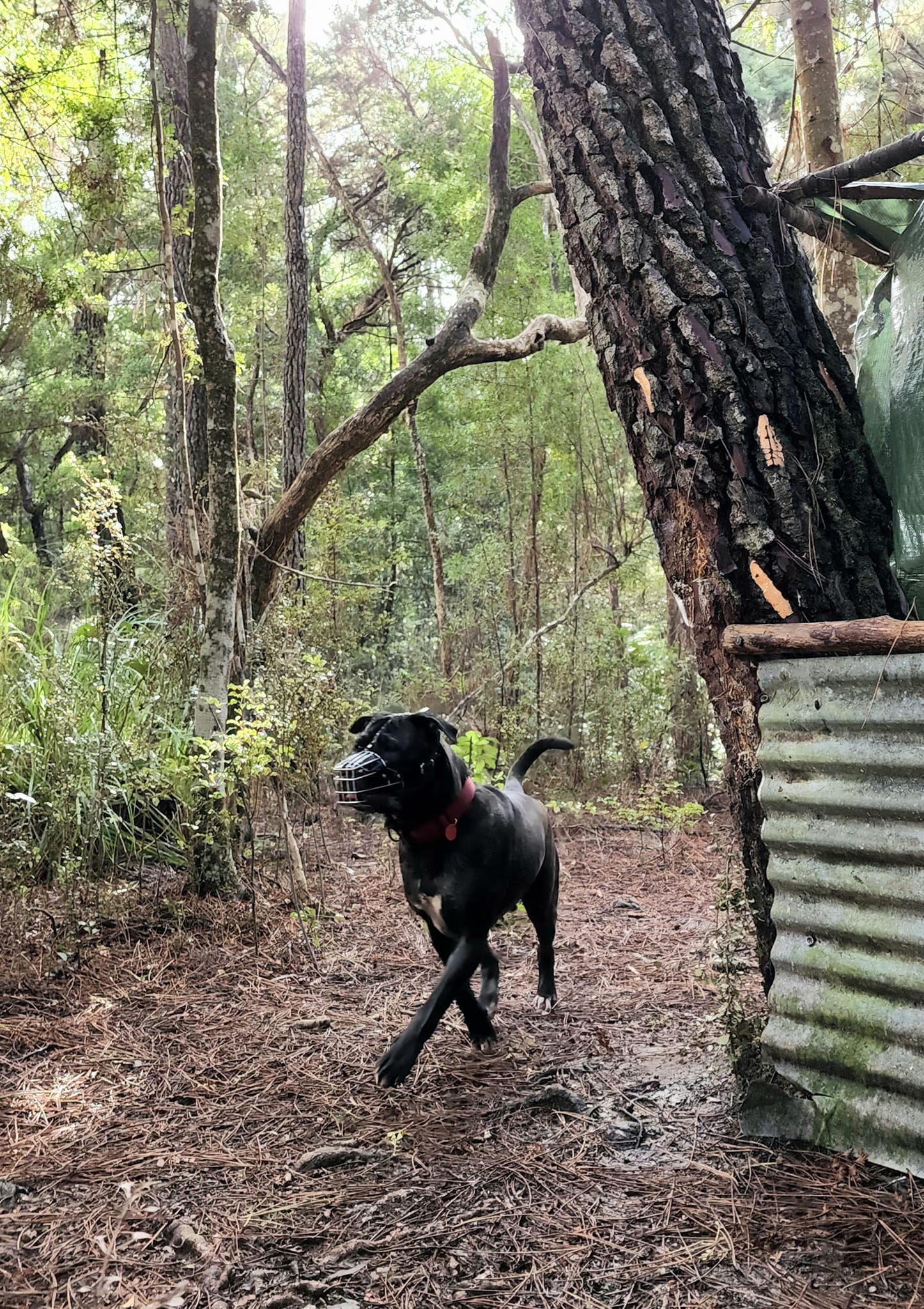 Here at NSDW we take on dogs of... - North Shore Dog Walking | Facebook