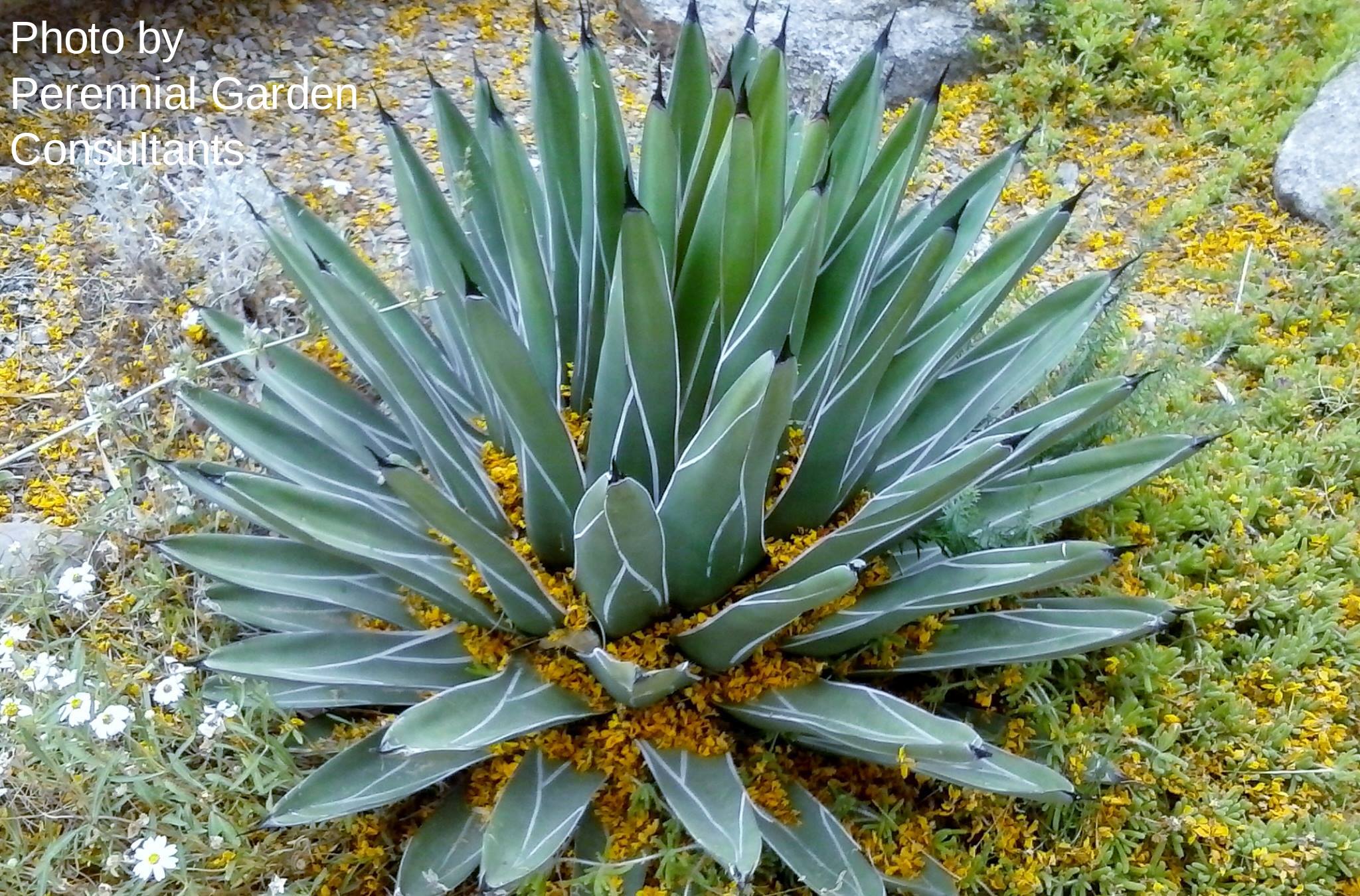 🌵 Agave 'Hardy Boyz' is our 2026 introduction of a tough, fast