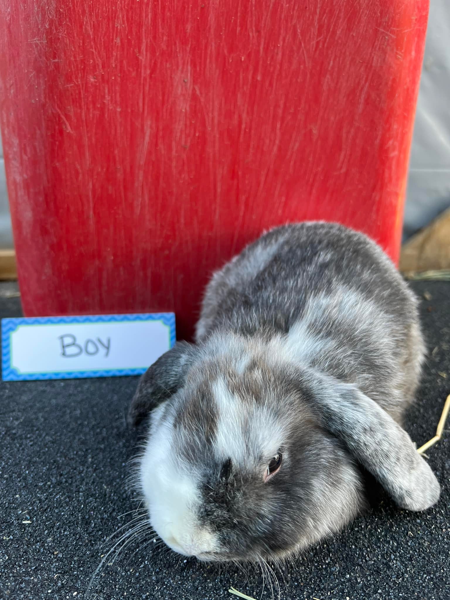 Reading Rabbits | Princeton NJ