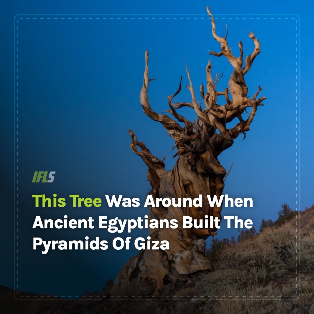 IFLScience - It might even be the oldest living tree in the world ...