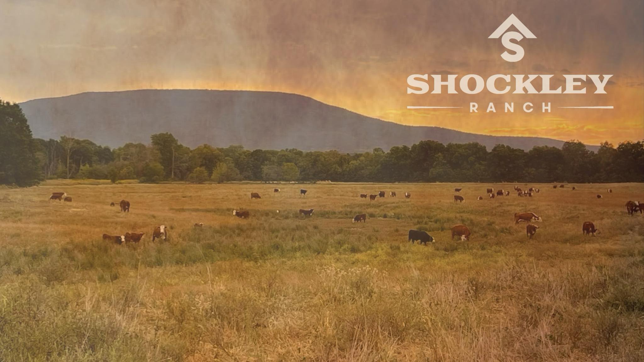 Wann Ranch - Selling Ranch Raised Angus Beef! One full beef immediately ...