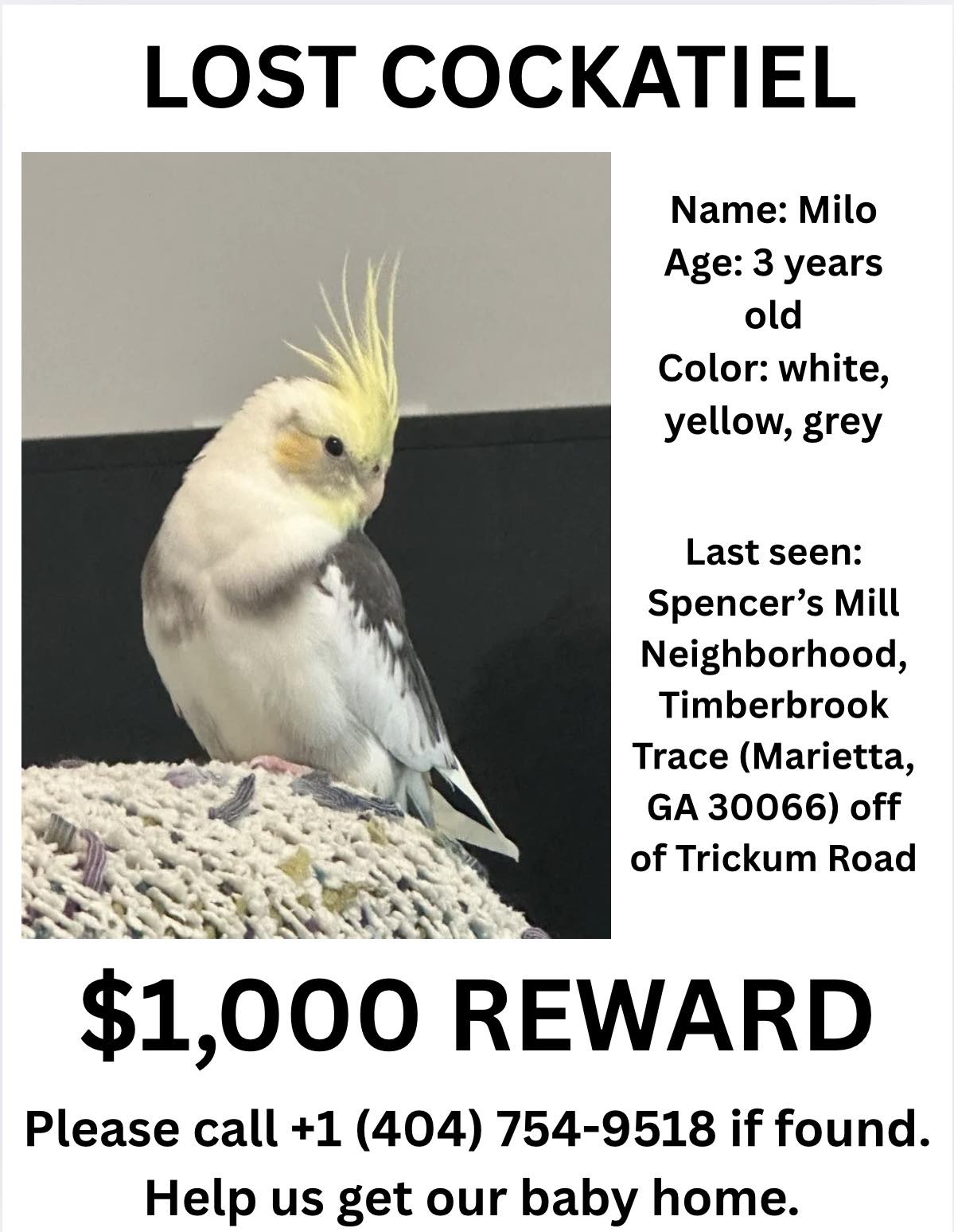 Lost baby cockatiel Milo in Apopka, FL on Vick Rd