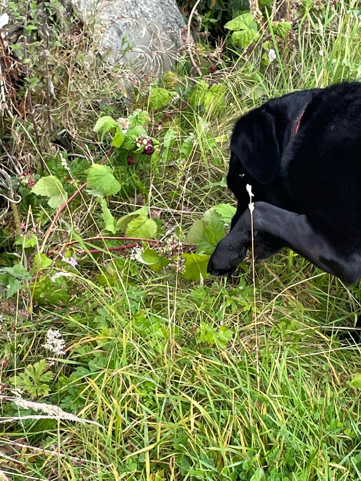 Labrador Retriever... - Labrador Retriever Rescue Scotland