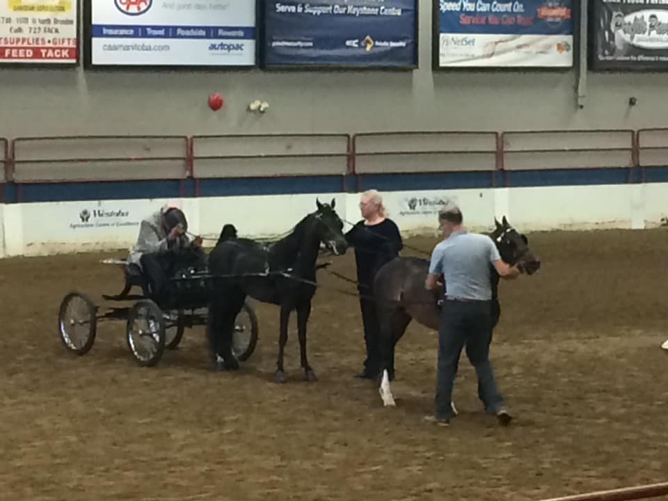A challenging class for any... - The Canadian Hackney Society | Facebook