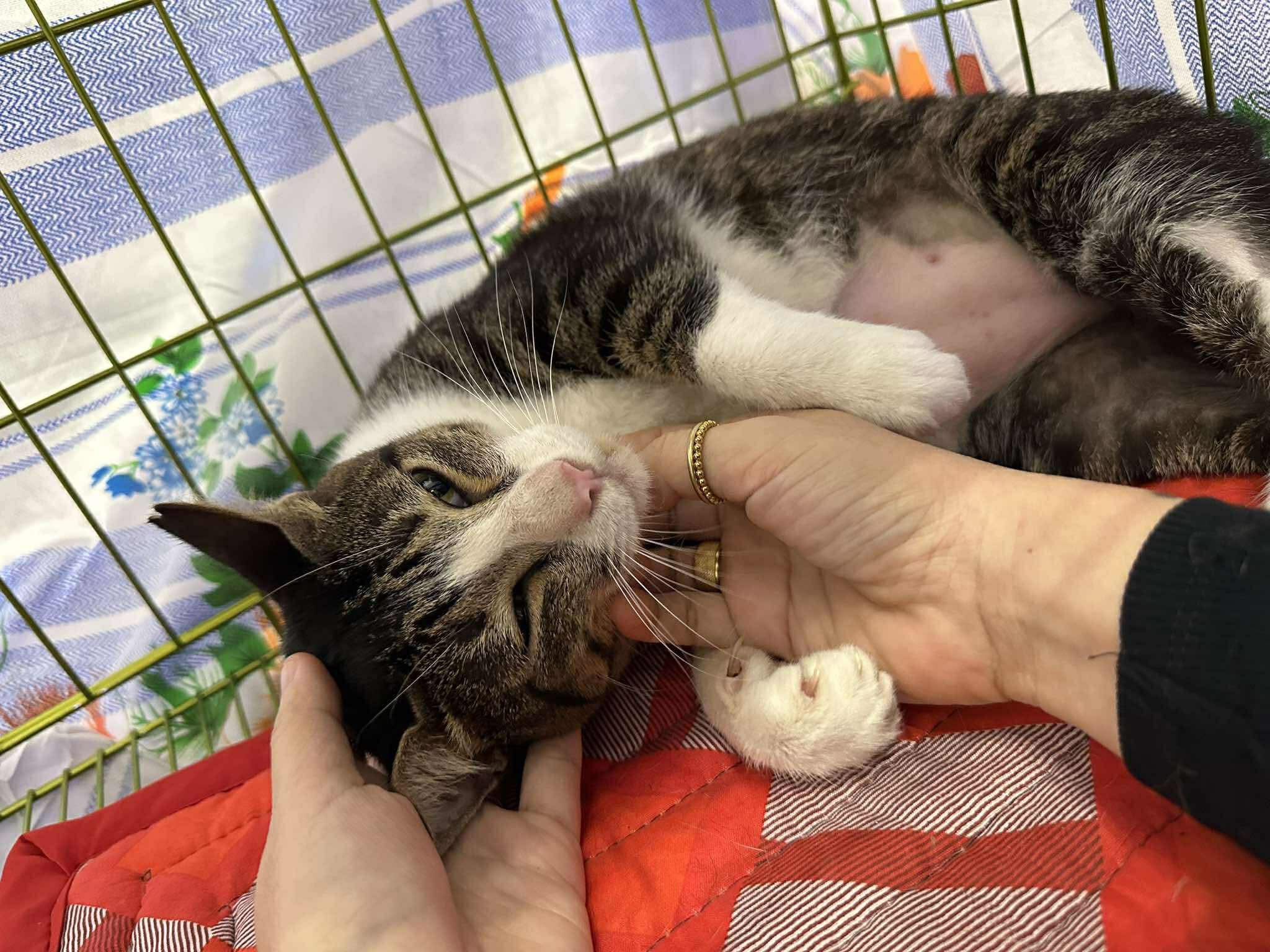 GMA - PAW-WERFUL 😺🐈‍⬛️💅 Panalo ang two-year-old rescued Puspin (Pusang ...