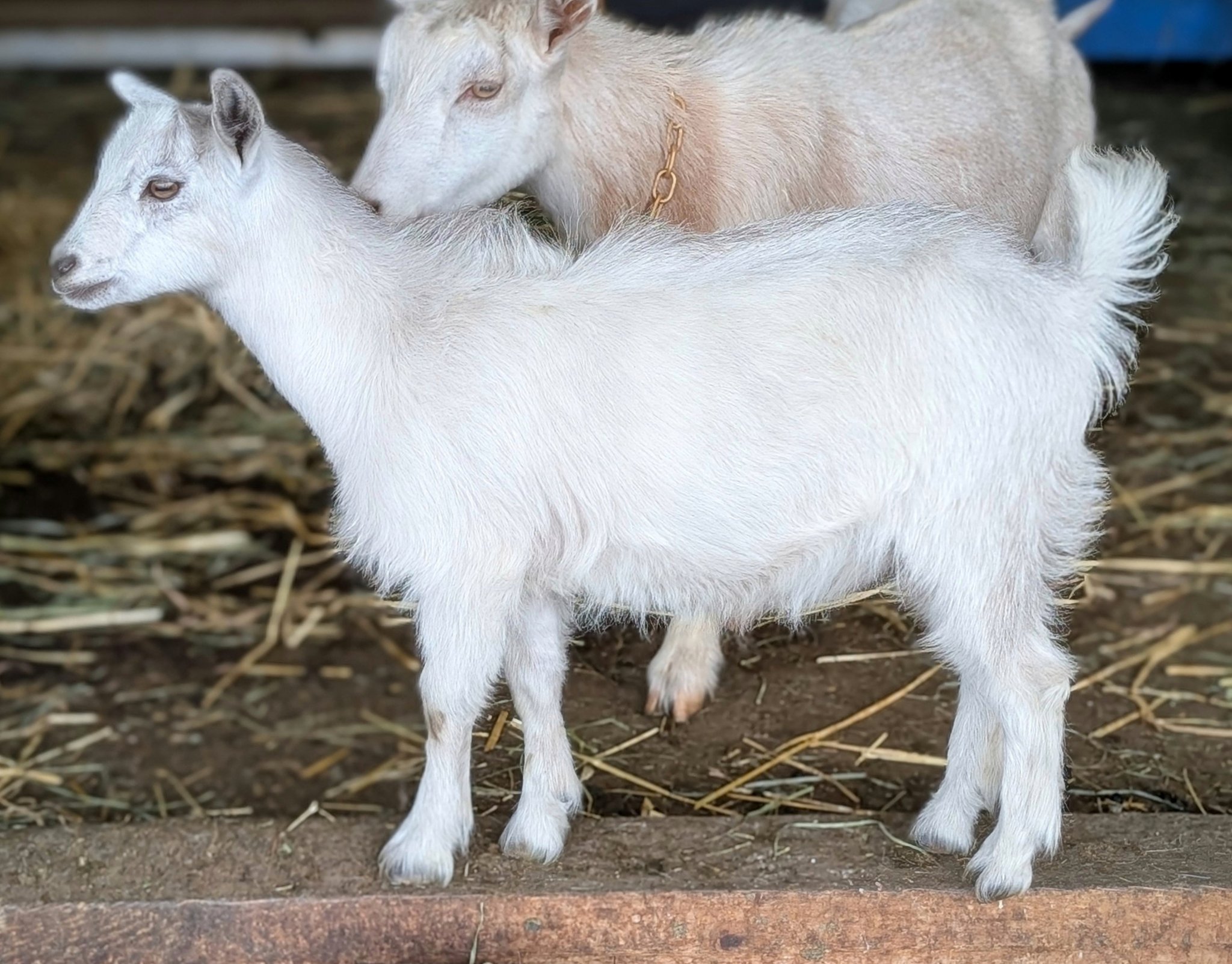Sammie has a twin brother, Archie, both available as Wethers in 7 weeks ...
