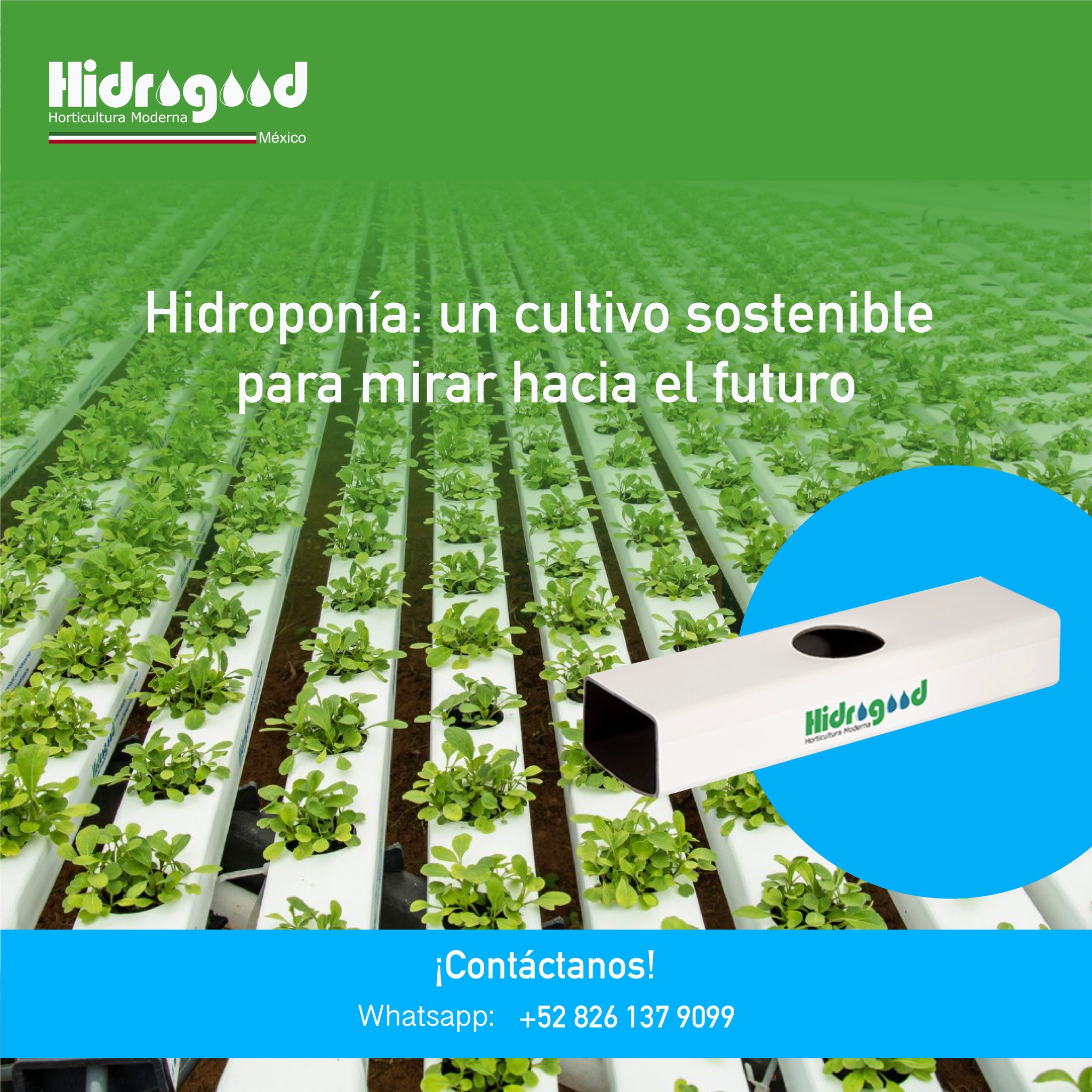 hidrogood-calidad-diferenciada-en-el-mercado-de-hortalizas-la-calidad