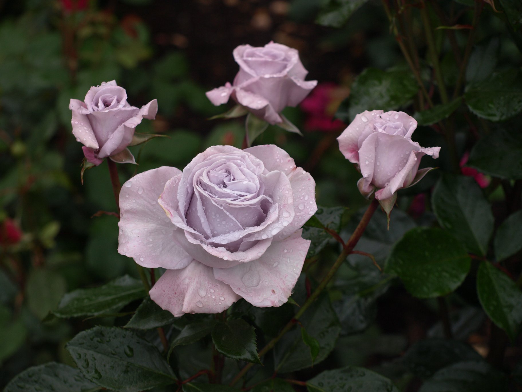 Mike Athy Roses | Gisborne
