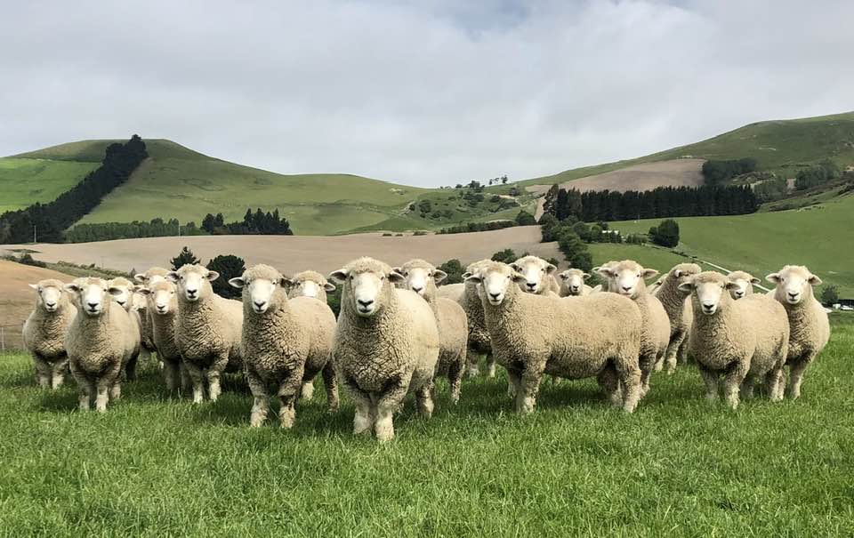 Aurora Romney Stud | Dunedin