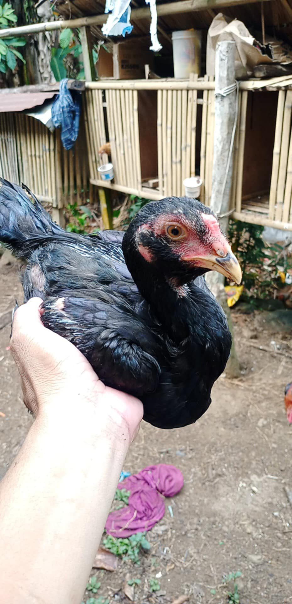 Native Backyard chicken..Achilles Oragon | Magallanes