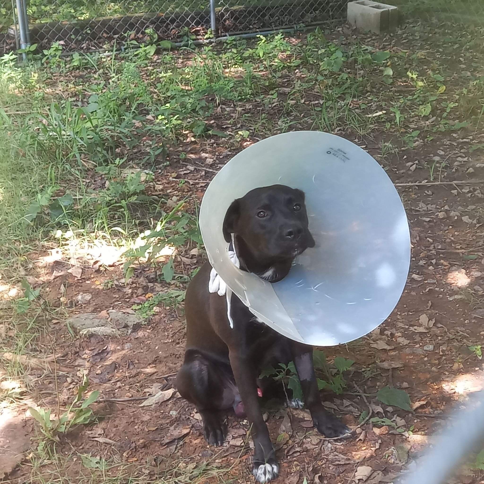 MEET CLETUS........ - Project Hope Animal Rescue Foundation