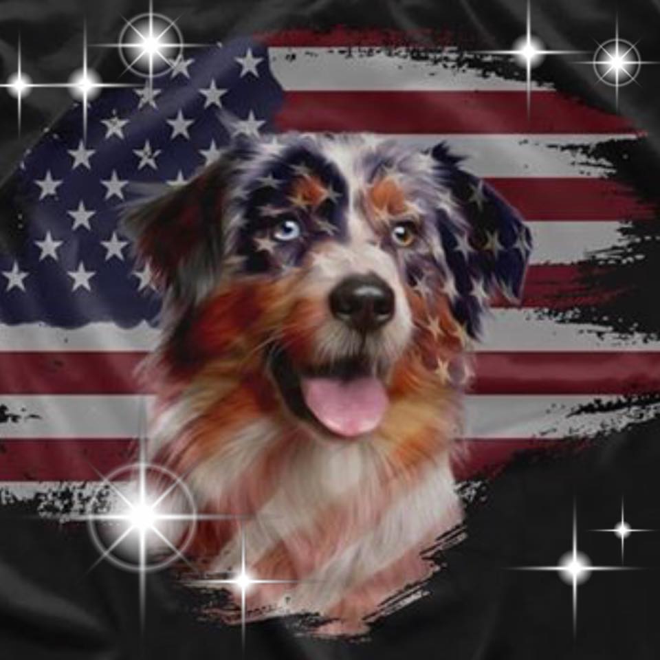 Any small dogs in Columbia MO? | Facebook