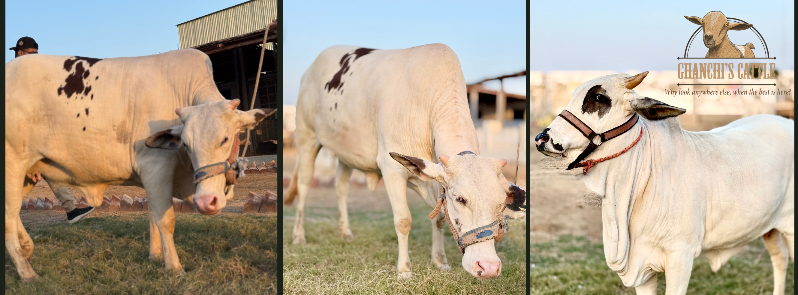 Ghanchi Cattle | Goth Gohram