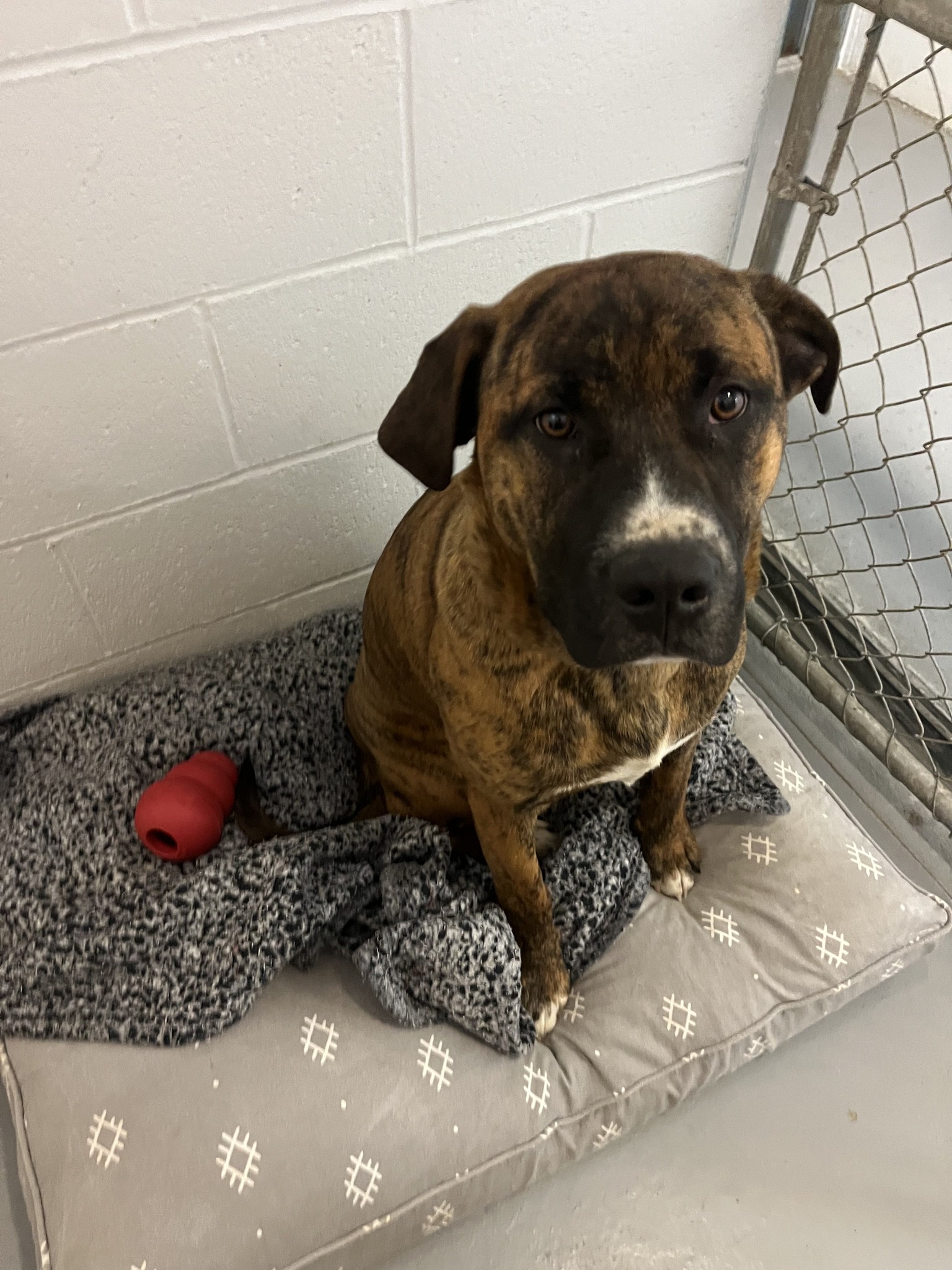 Meet Ham Hock ️ ️... - Mineral County Humane Society | Facebook