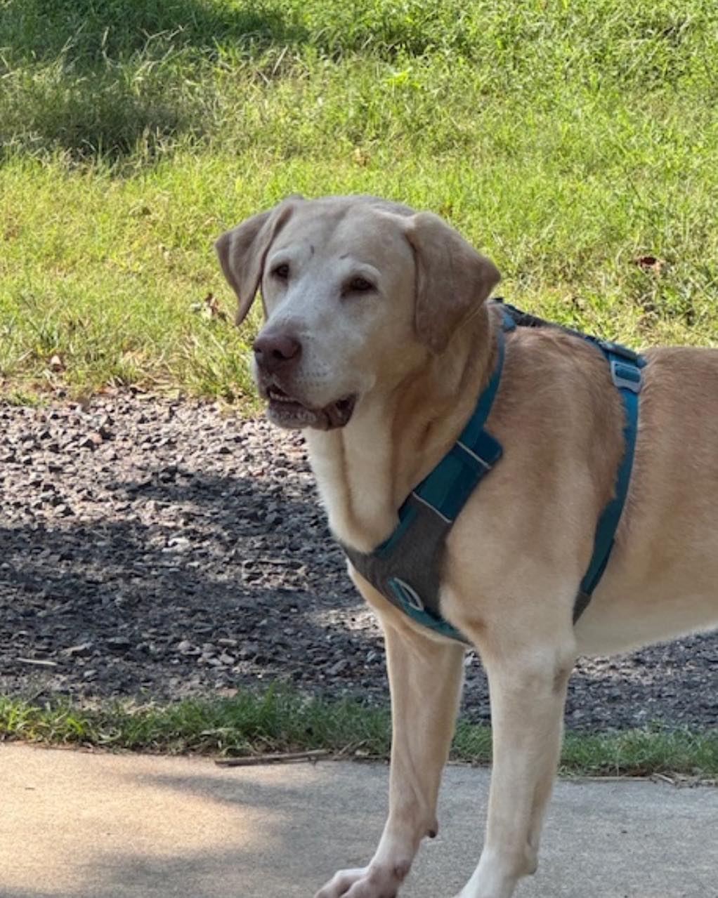 Lab - UPDATE: FOSTER FOUND! INCOMING!! Tulsa Foster Needed Please ...