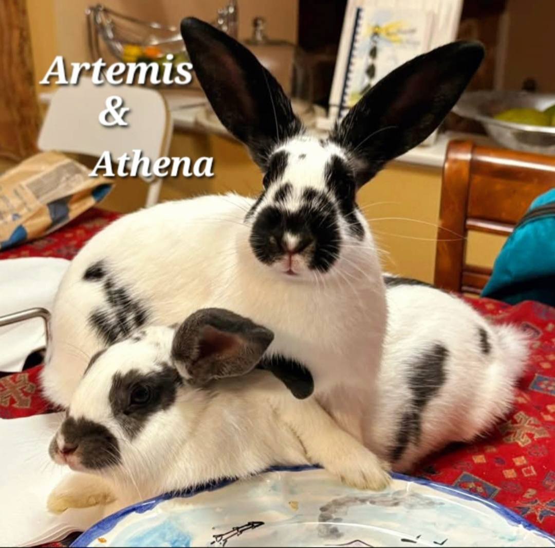 HAPPY TUESDAY UPDATE! 🤩 ATHENA... - Tribbles Rabbit Rescue | Facebook