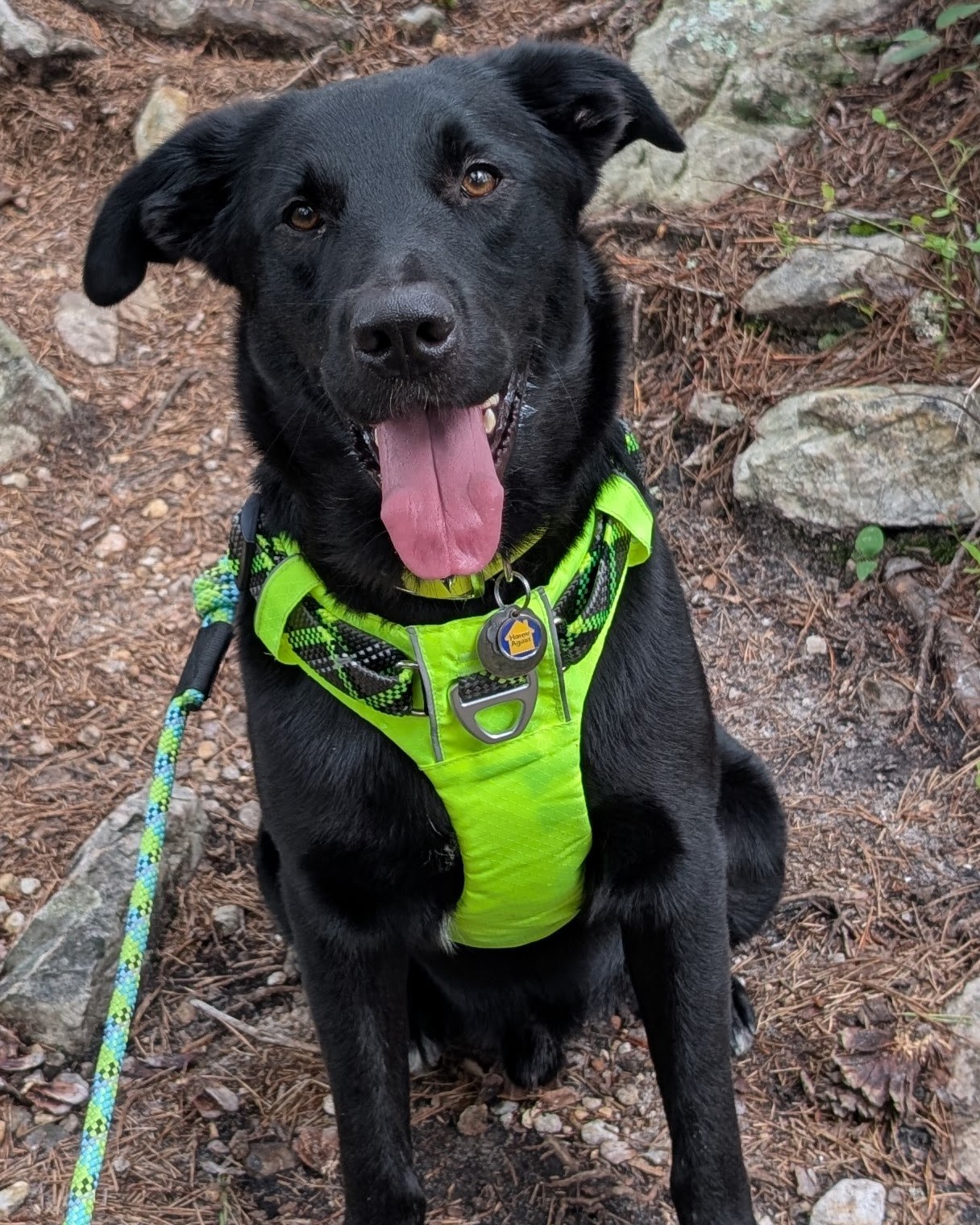 **Courtesy Post** Ren... - Floyd County Humane Society, VA | Facebook
