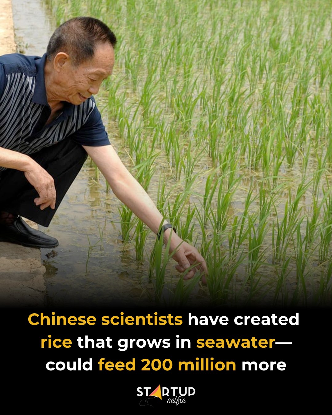Startup - Chinese scientists have developed a salt-tolerant strain of ...