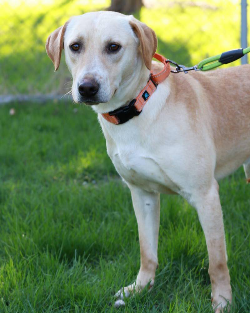 Mending - 🌟 Meet Laddie — Wish Upon a Star Feature 🌟 In care since May ...
