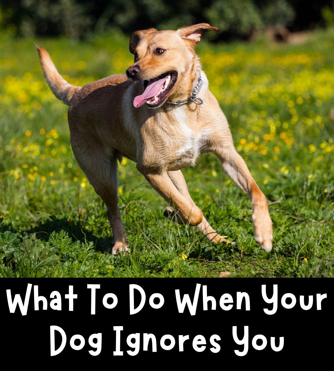 The Labrador - One of the most common problems experienced by the dog ...