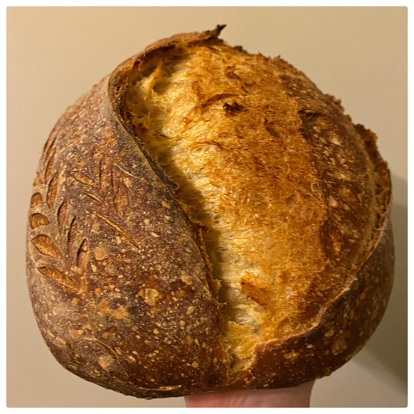 Cook - Sourdough September day 2, a lumpy bumpy Signature White ...