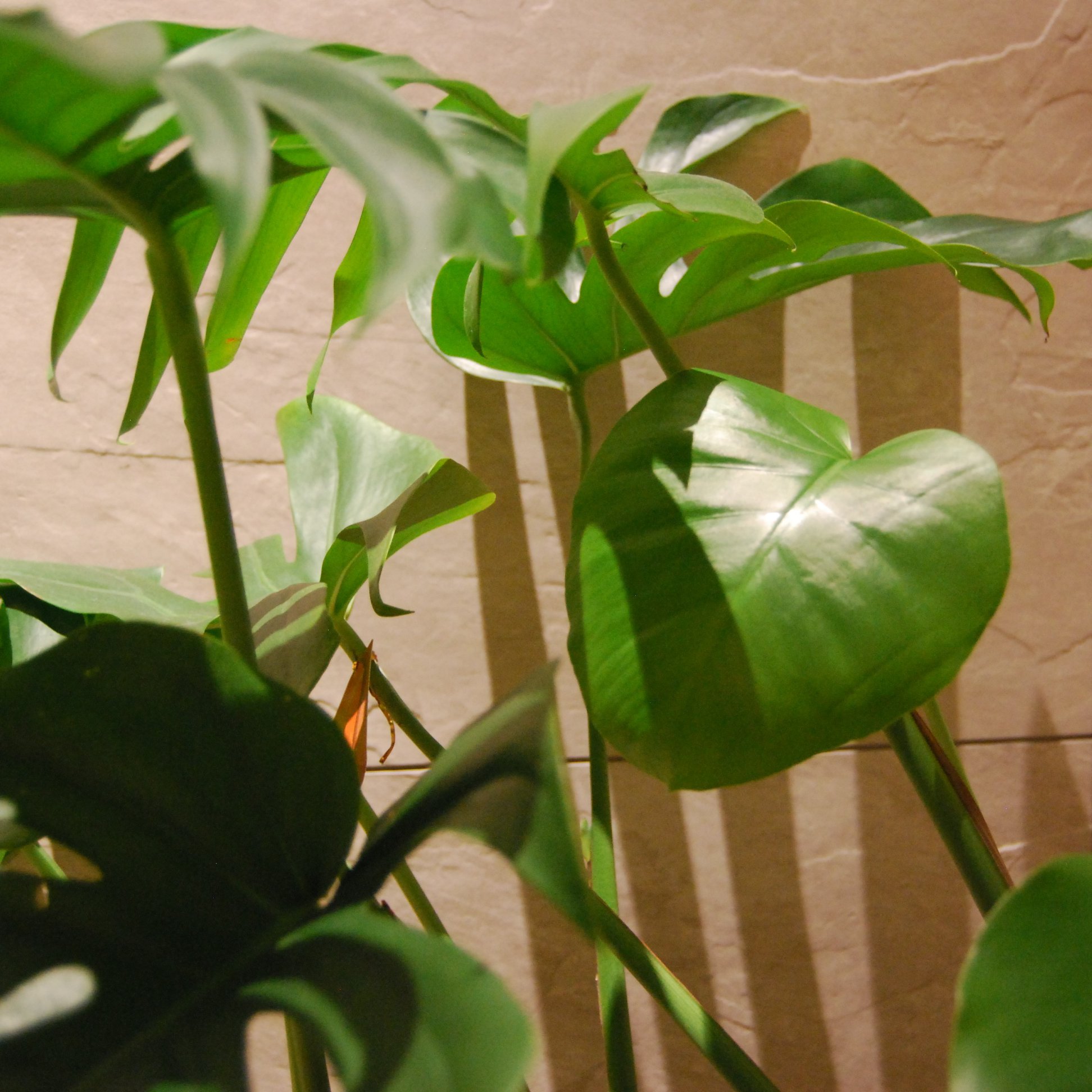 横山美術館 - 美術館の観葉植物モンステラに、ちいさなハートの葉っぱ 