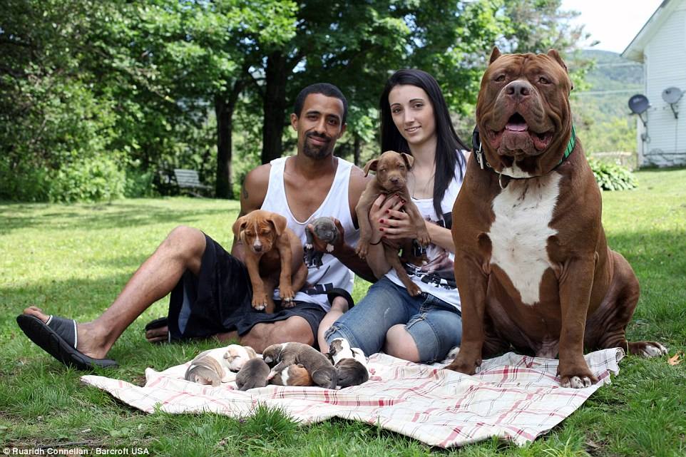 Meet Kong, the 150lb puppy set to become to world's BIGGEST pitbull 👊