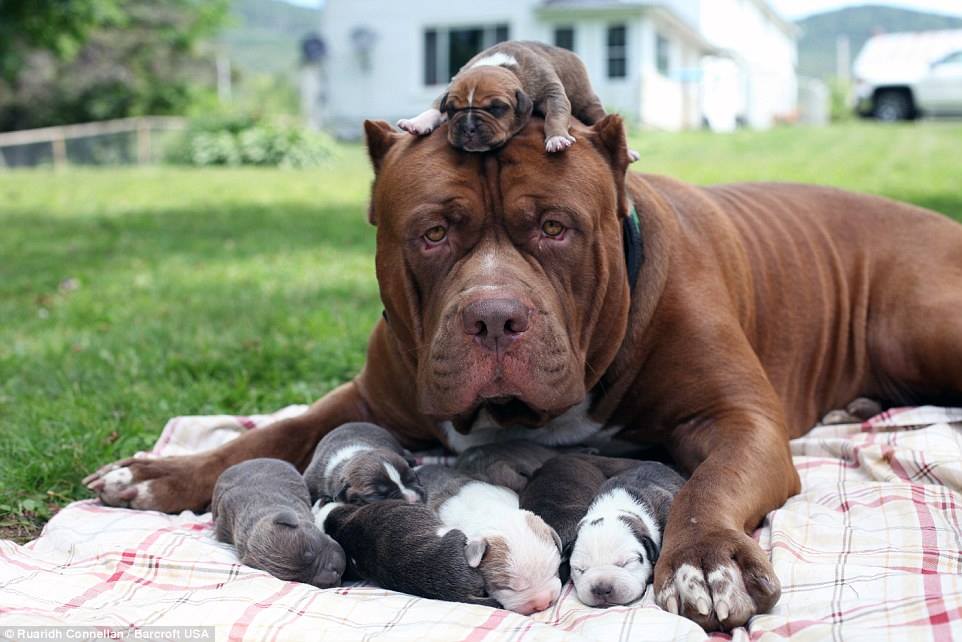 Meet Kong, the 150lb puppy set to become to world's BIGGEST pitbull 👊