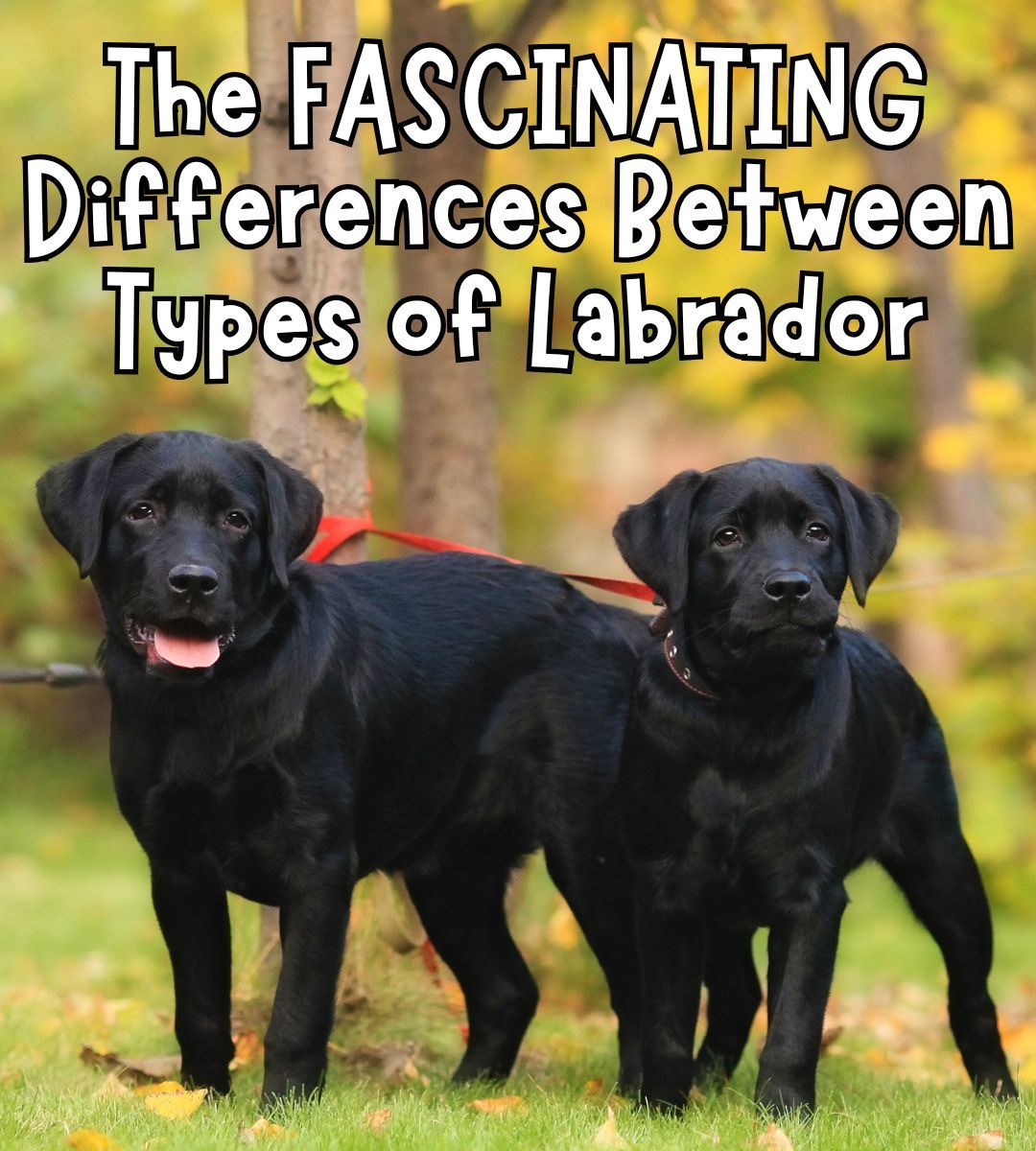 The Labrador - The type of Labrador you share your home with can make a ...
