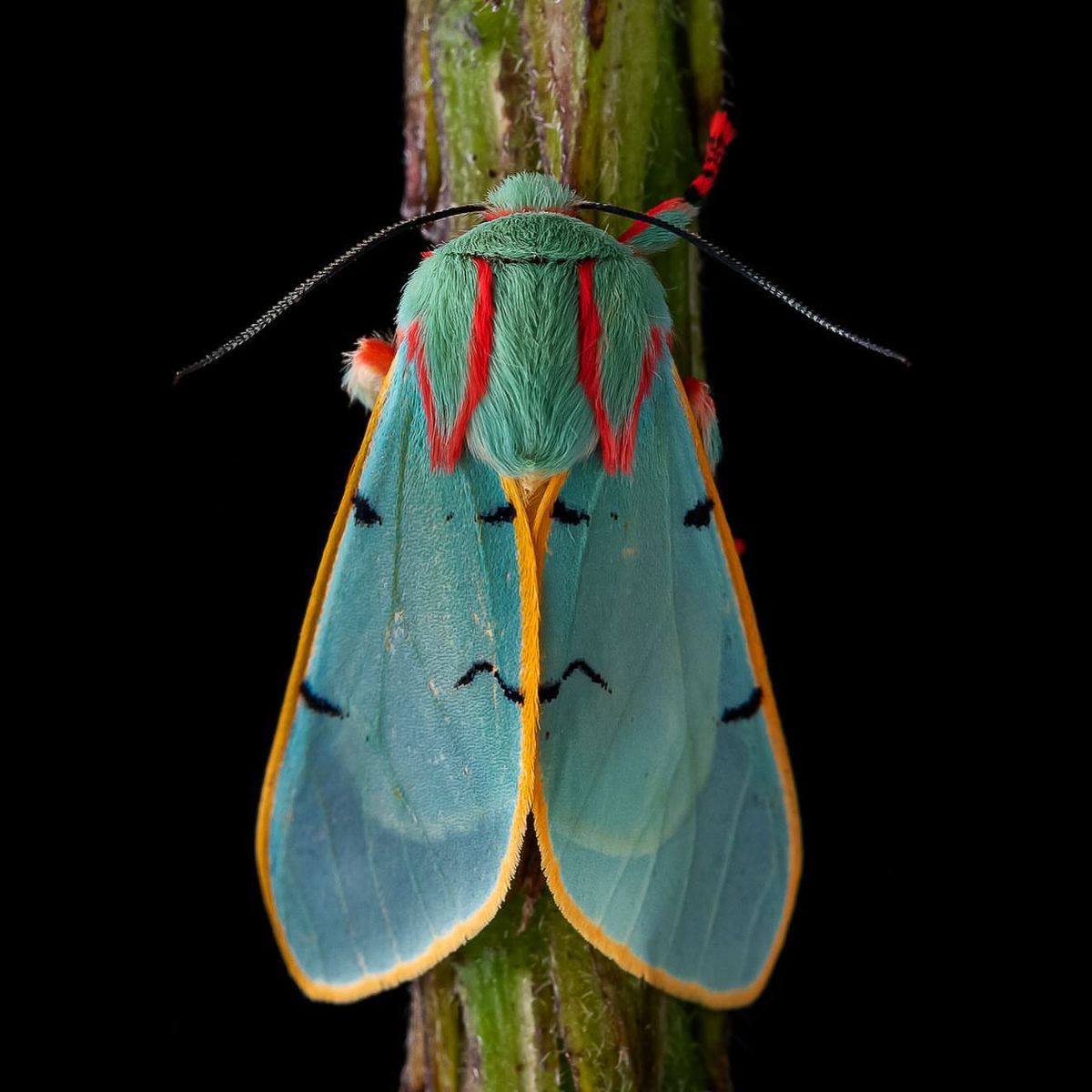 Amazing - The image displays a moth from the genus Chlorhoda, likely ...