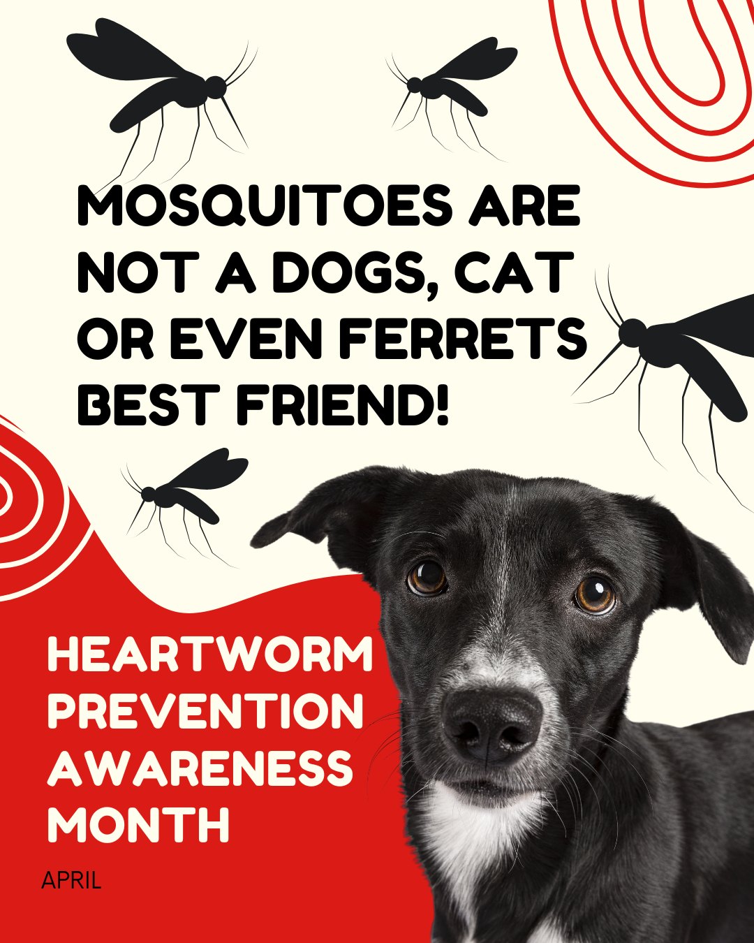 Plainfield - How Do Pets Get Heartworm Disease? 🦟💔 Heartworm disease is ...