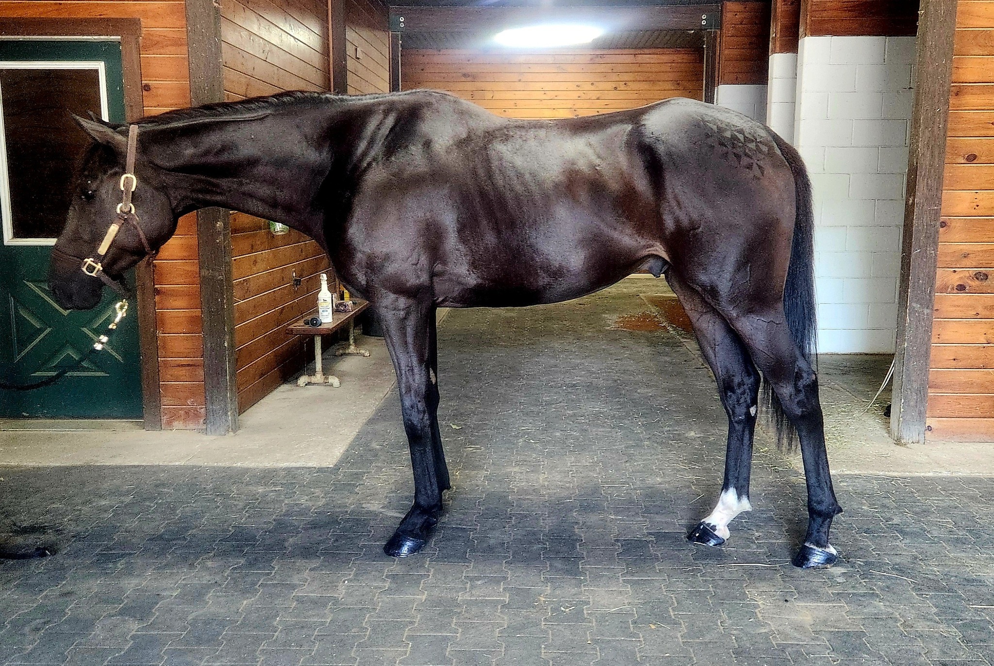 ReRun Thoroughbred Adoption... - ReRun Thoroughbred Adoption