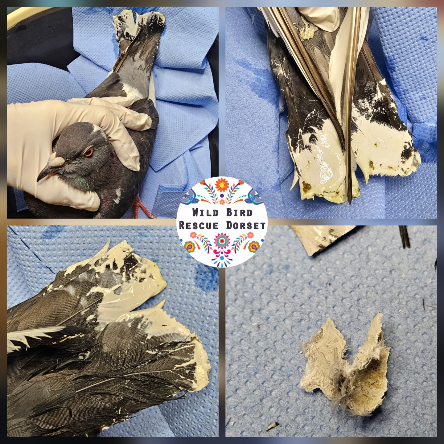 Wild Bird Rescue Dorset added a... - Wild Bird Rescue Dorset
