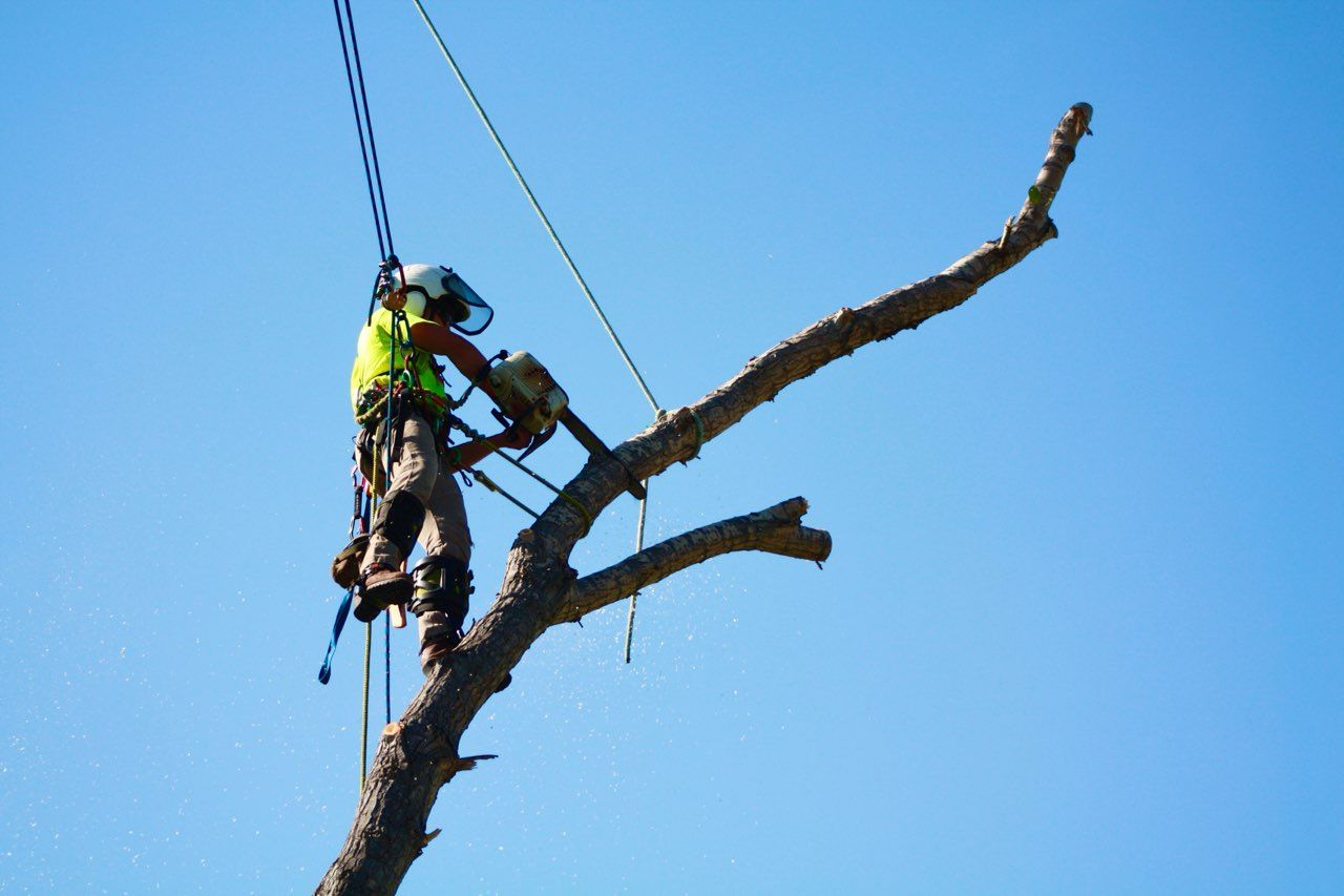 Clean - 🌲 Tackle towering trees safely with Clean Cut Tree Service! Our ...