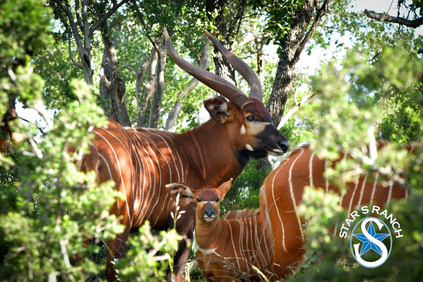Star S Ranch | Mason TX