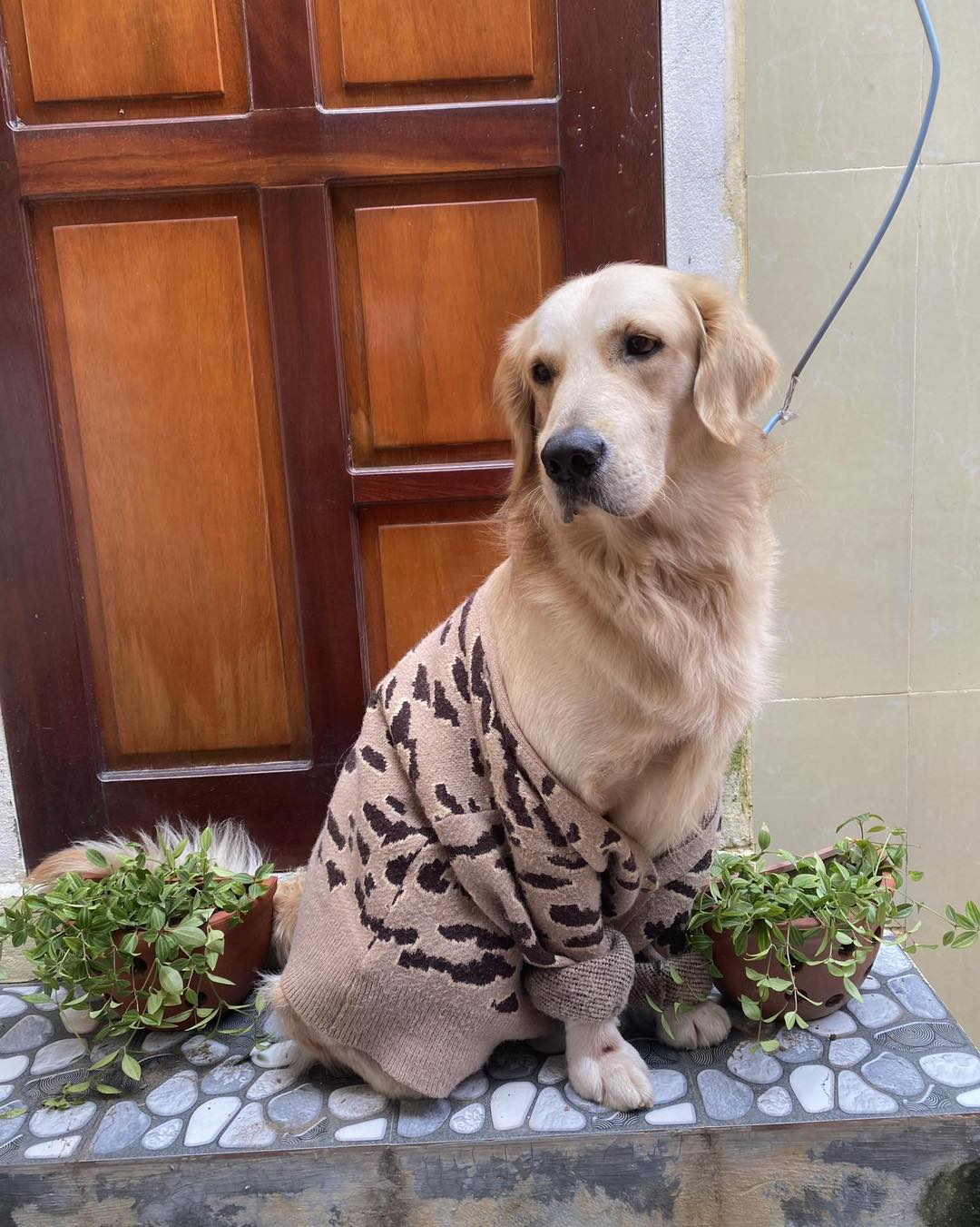golden retriever dress up time 🤣😅 Too big? Does your like to dress up?❤️ # goldenretriever #goldenretrieversofinstagram #goldenretrieverworld #goldenretrieverlovers #puppydressup #goldenclothes Embellishment_Feather Trim