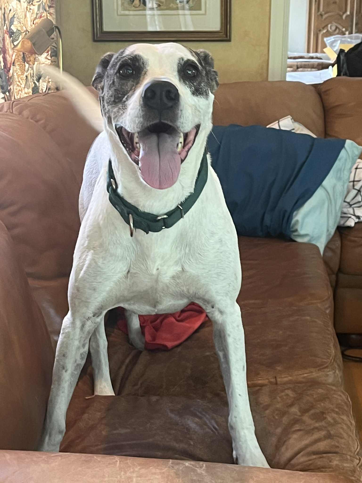 Griffin has been waiting 2 years for a... - Poor Paws Rescue | Facebook