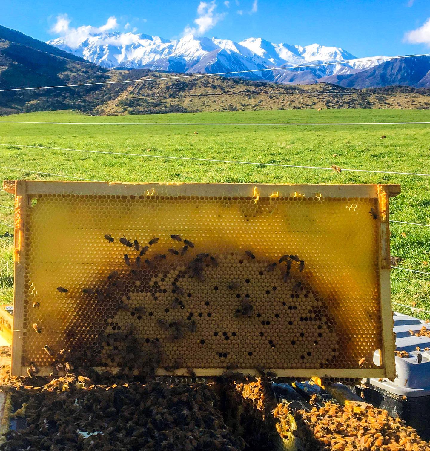 Rigsbee Honey - - VIEWS- This is where your Rigsbee honey... | Facebook