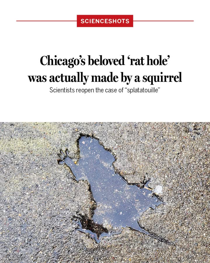 News - There’s a 98.67% chance Chicago’s most famous rat was actually a ...