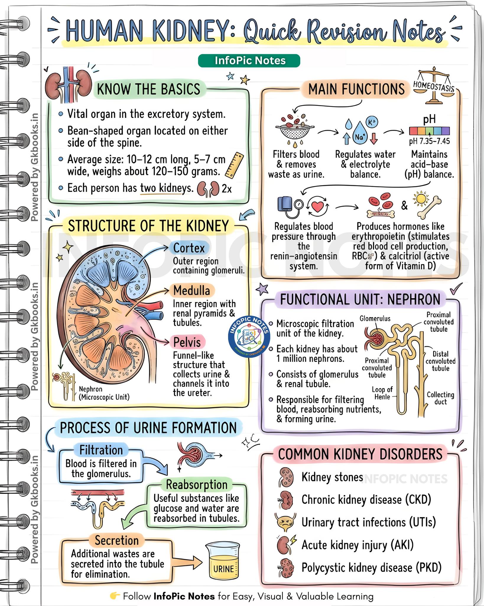 InfoPic Notes - Human Kidney Explained: Structure,... | Facebook