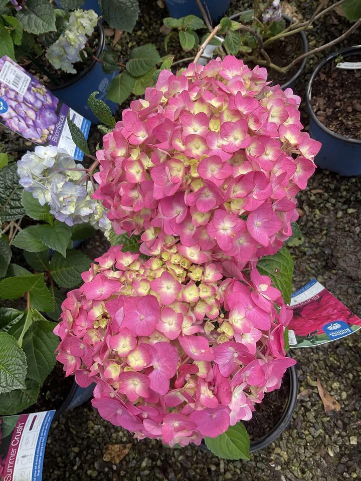 Peters Nursery &amp; Garden... - Peters Nursery &amp; Garden Center