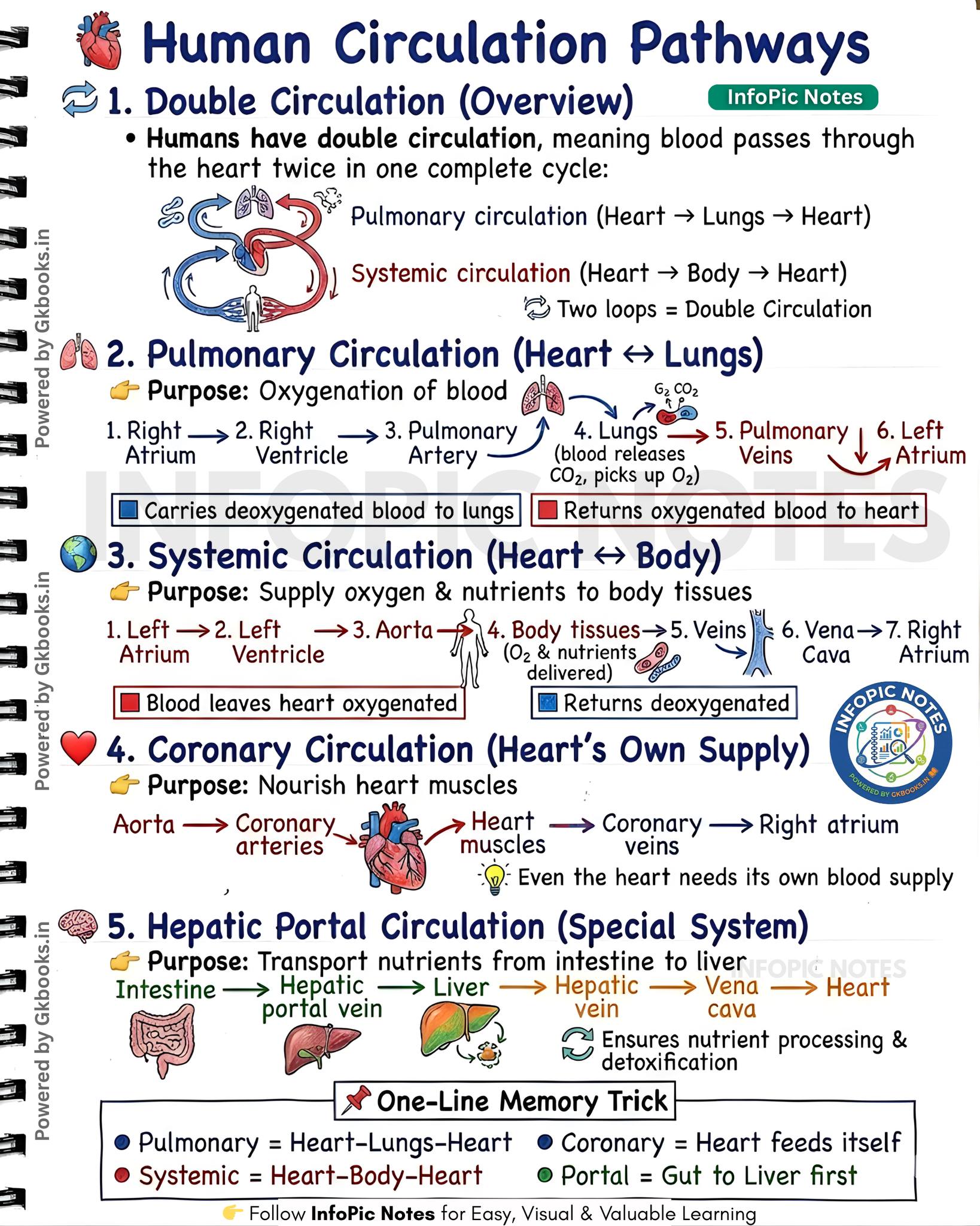 InfoPic Notes - Human Circulation Pathways Made Easy:... | Facebook