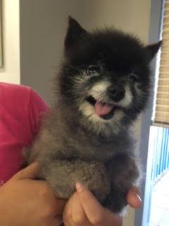San Diego Animal Support Foundation - Name of pet: Twink Breed ...