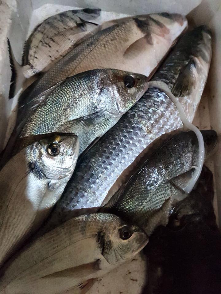 Korb, bishtzez, levrek, koce,... - Bar Restorant Fishland
