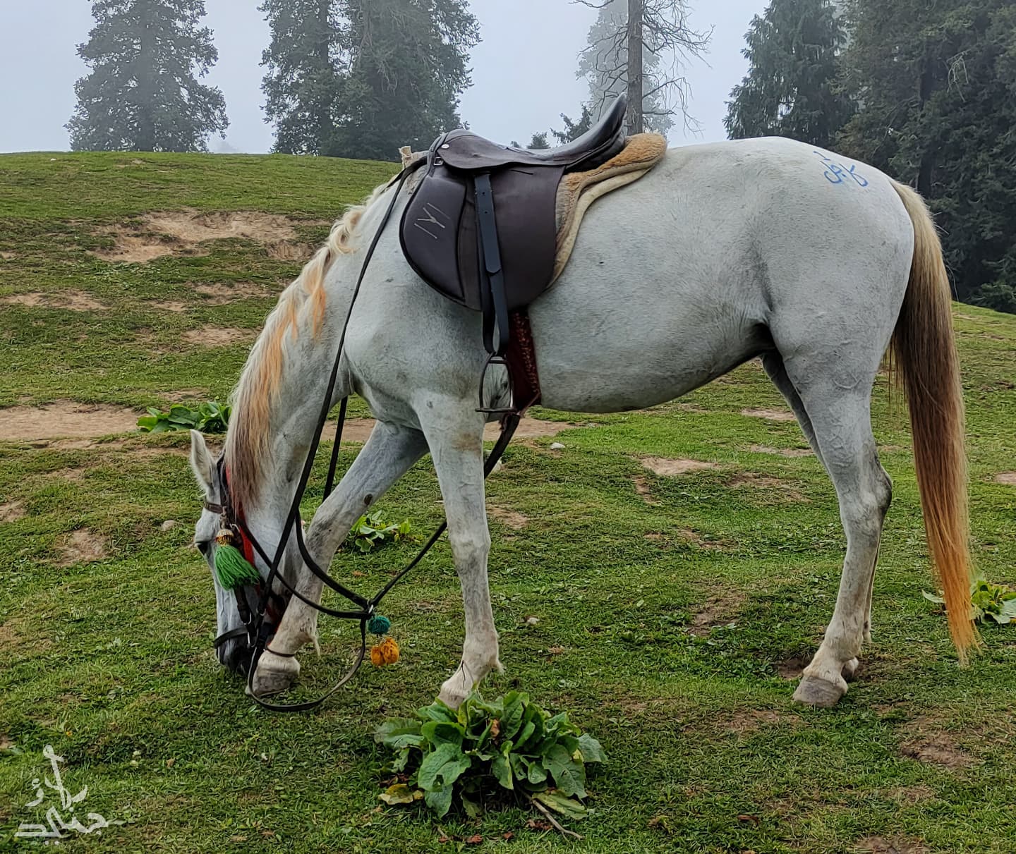 R.junaid.r - Horse (kajal) at the top of Mushkpuri peak ️ ️ ️ ️ # ...