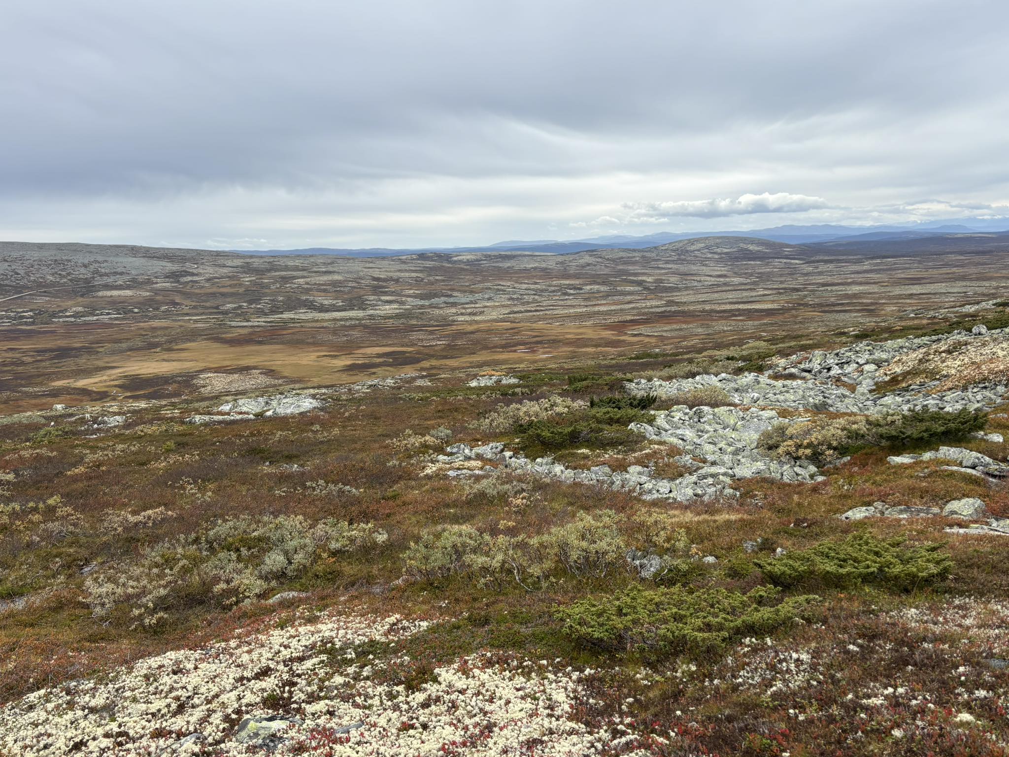Ringebu fjellstyre