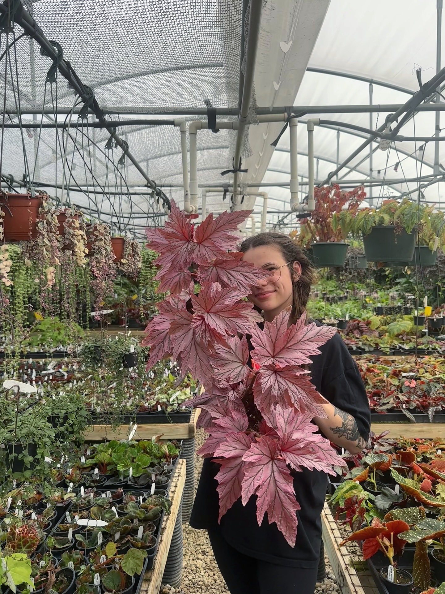 Introducing Begonia 'Lamoon' at Steve's Leaves