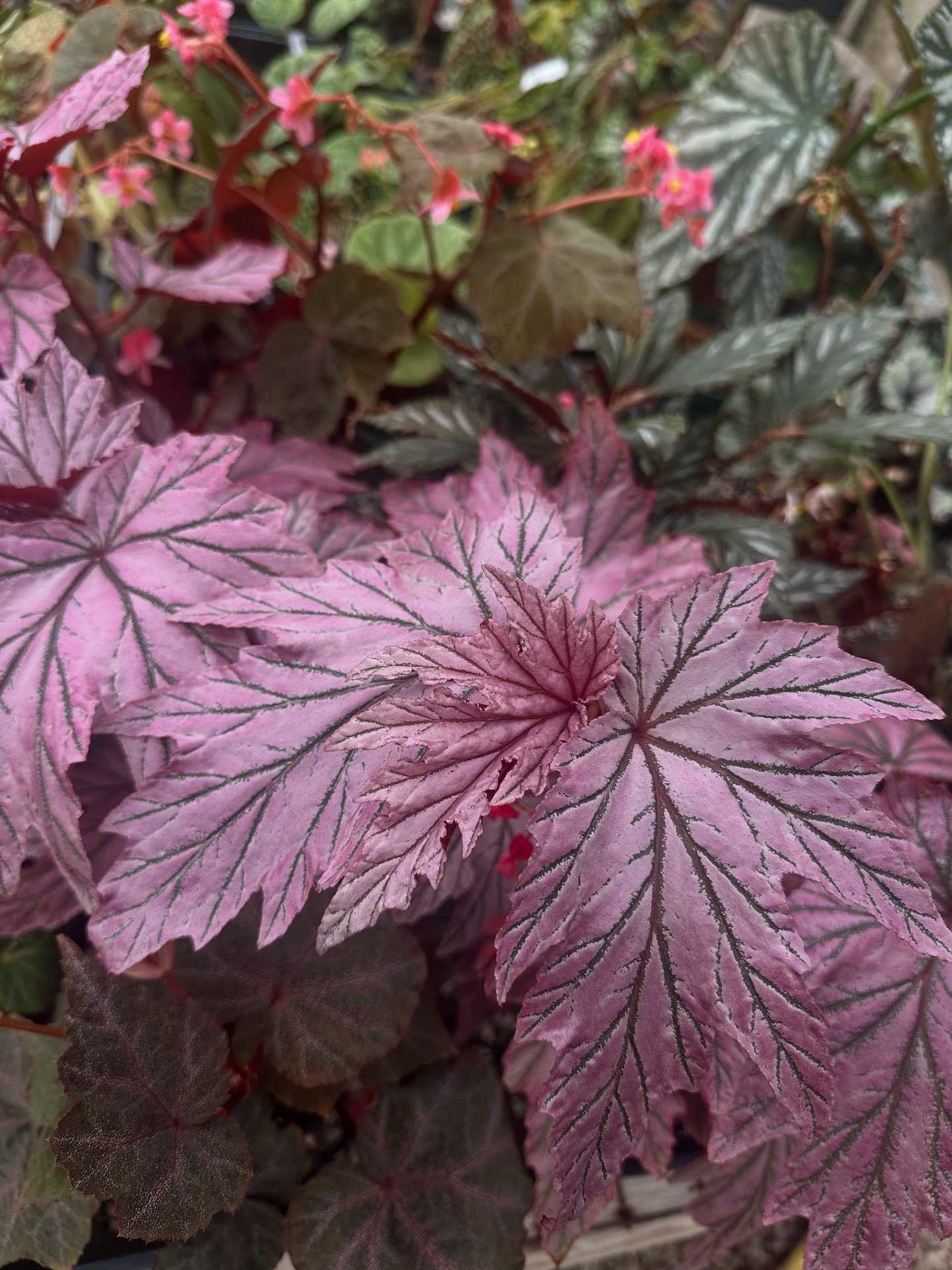 Introducing Begonia 'Lamoon' at Steve's Leaves