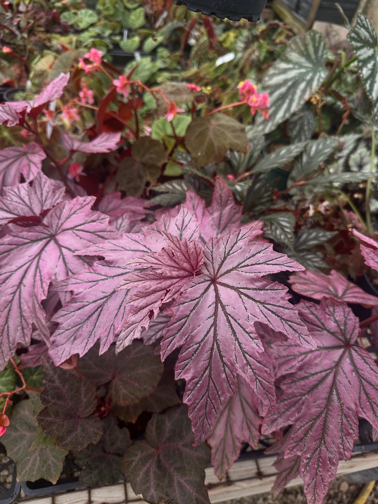 Introducing Begonia 'Lamoon' at Steve's Leaves