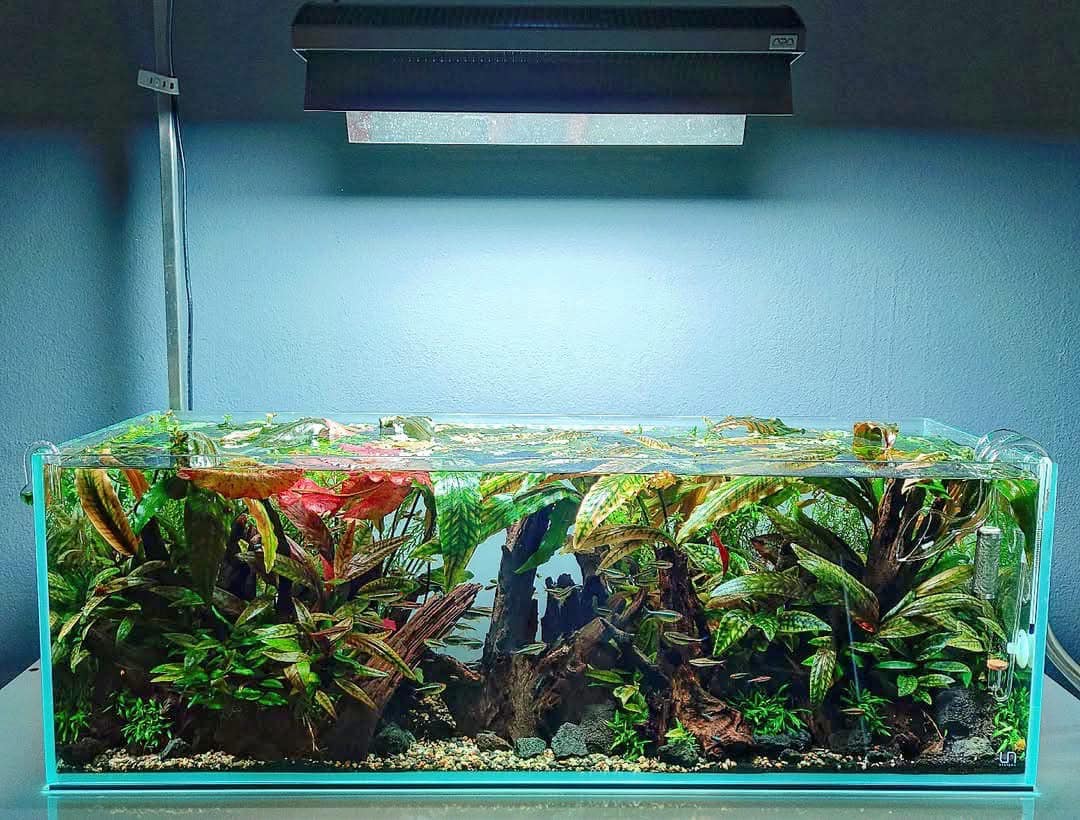 Cryptocoryne Purple Emperor KN By Nakamoto We just can't take